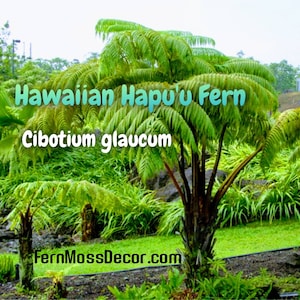 4&quot; inch tall * HAWAIIAN HAPU&#39;U TREE Fern Plant From Hawaii!