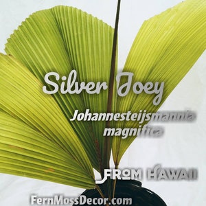 2ft Tall Ultra Rare Silver Joey Johannesteijsmannia - Etsy