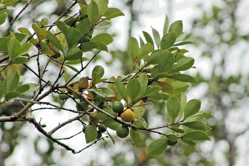 Lemon Guava 3 Tropical yellow Fruit Tree 7 inch cuttings Etsy