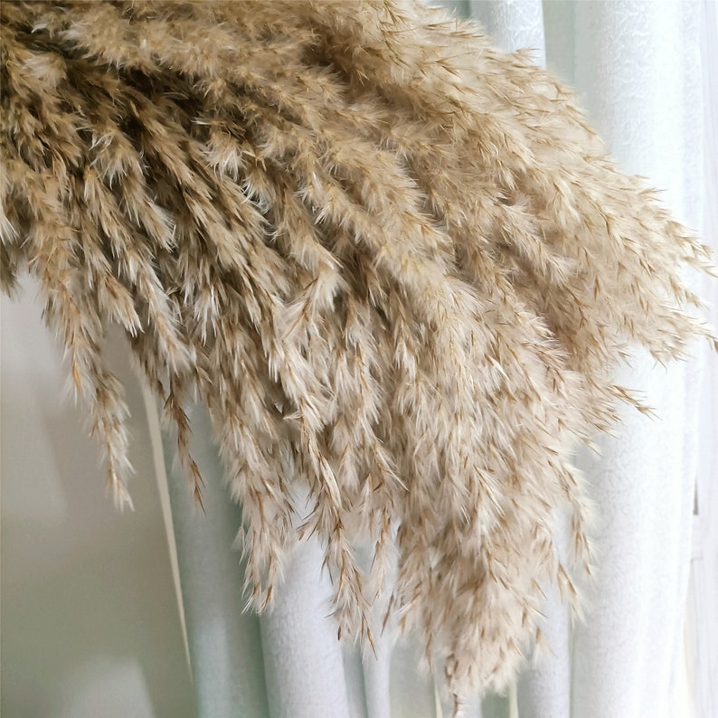PAMPAS GRASS Natural Dried Pampas Grass Decor Reed Plume Dry - Etsy