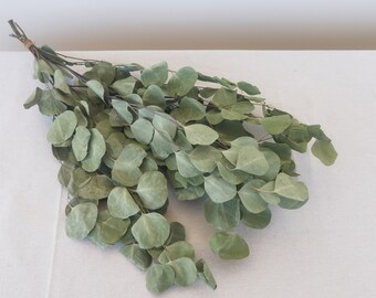 Eucalyptus argenté séché naturel, vert sauge, éléments de design floral, bouquet d'eucalyptus