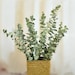 20 stems, natural immortal eternal eucalyptus branches, dry preserved immortal leaves, 