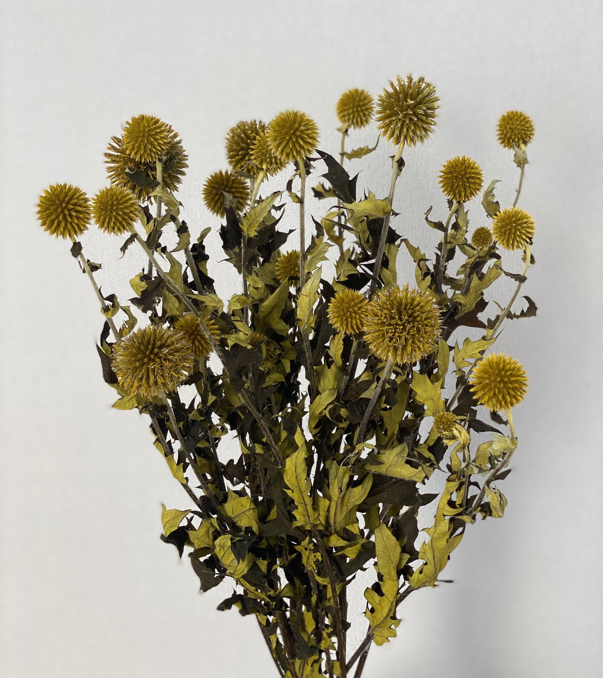 Dried Echinops Ritro in Natural, Dried flowers for home décor, Wedding –  SolaFlowerStore