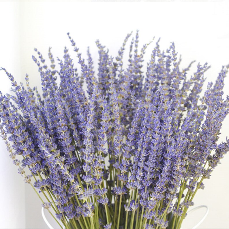 Lavender 100300 Stems / Bundle of Highquality Dried Flowers Etsy