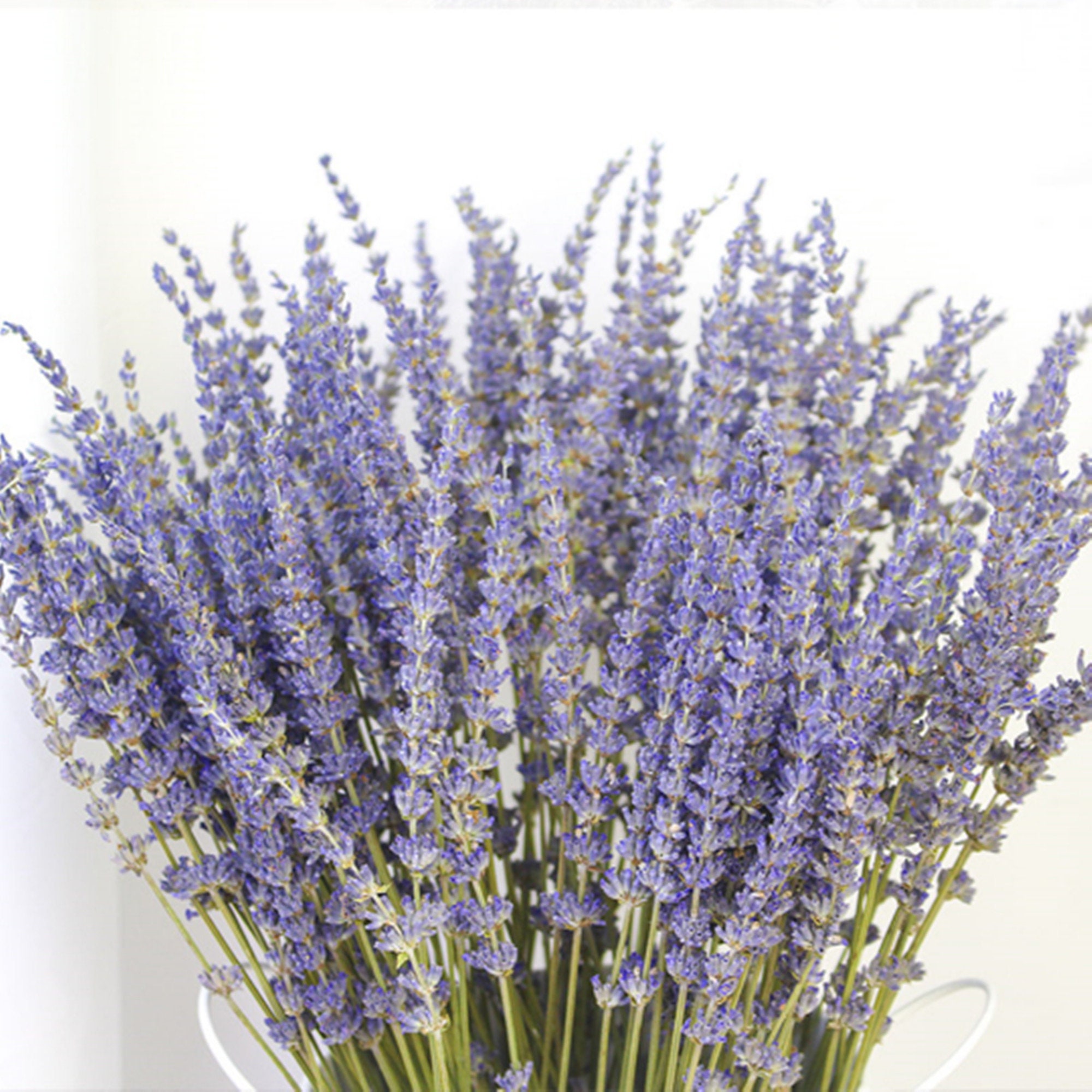 Lavender 100-300 stems / bundle of high-quality dried flowers purple …