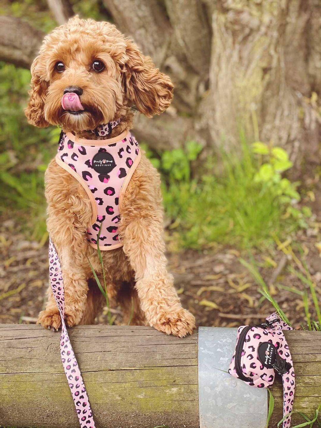 Luxe Leopard Print Dog Harness Dog Harness Adjustable Dog | Etsy