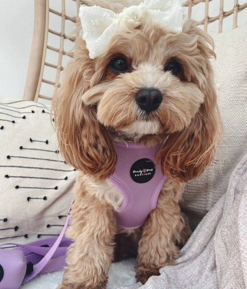 Base Edit Pastel Lilac Dog Harness Dog Harness Adjustable Etsy