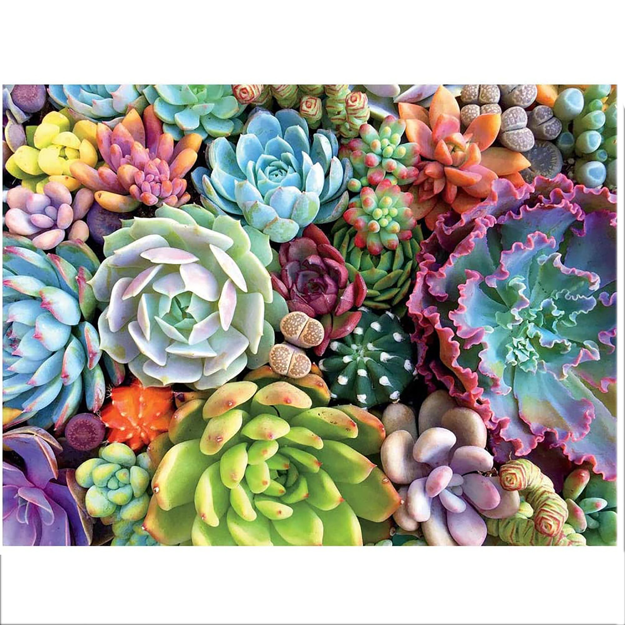 - Succulent Symphony: Pink Flowers Grace The Desert Jewel