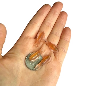 Könnte beinhalten: Drei kleine, durchscheinende, pfirsichfarbene Tintenfischfiguren mit orange gepunkteten Mänteln. Die Tintenfische sind auf einer Handfläche neben einer silbernen Münze angeordnet, die als Größenvergleich für ihre Miniaturgröße dient.