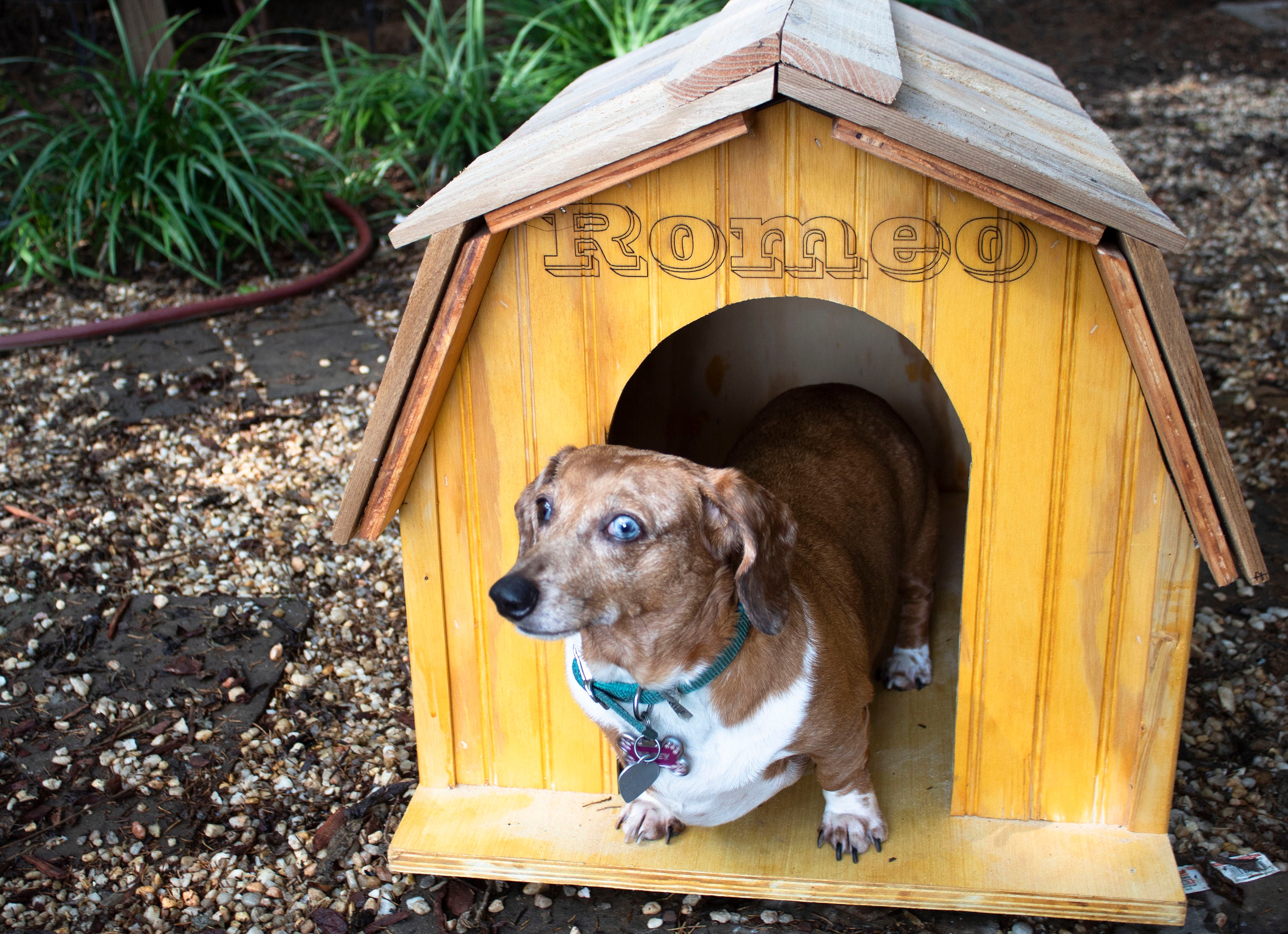 Medium Custom Dog House engraved Pet Kennel outdoor Abode Etsy