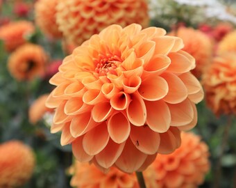 Maarn Dahlia Tuber  Fresh from our Farm in the Pacific Northwest