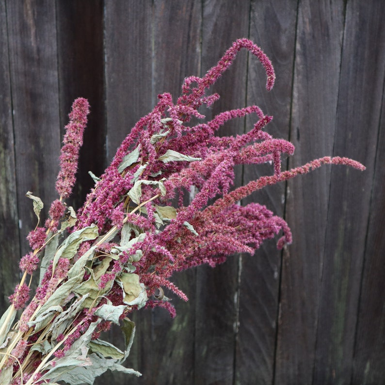 Natural Dried Burgundy Amaranth Flowers Red Dried Flowers Etsy