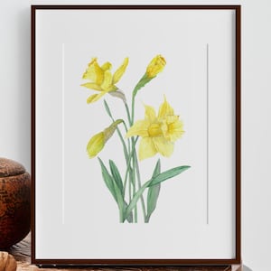 Daffodil Flower Watercolor Art Print, Botanical Art, Kitchen Home décor, March Birth Flower, Gift for her, Wall Art, Housewarming Present