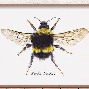 Bee Bombus terrestris image 1