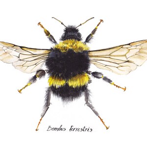 Bee Bombus terrestris image 2