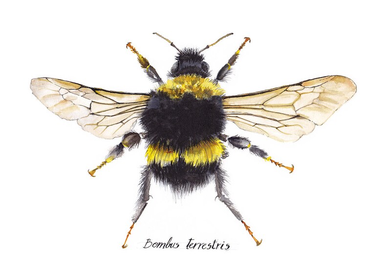 Bee Bombus terrestris image 2