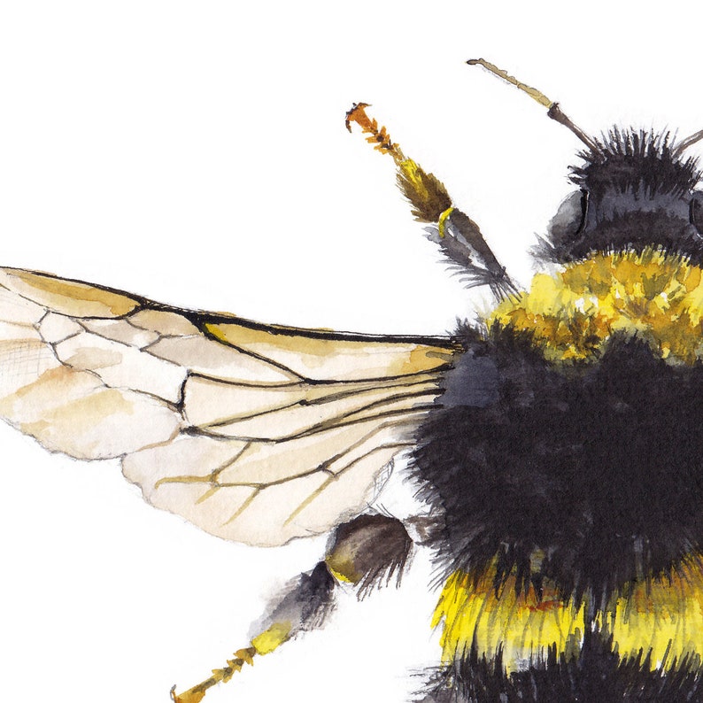 Bee Bombus terrestris image 3