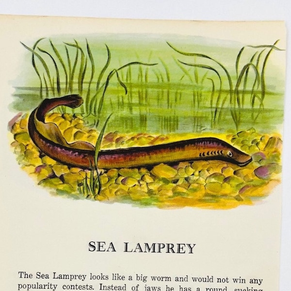 Vintage antieke print 1953 Children's Guide to Knowledge Dubbelzijdige Lithografie Pagina Oceaan: Zee Lamprei / Coelacanth