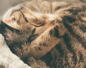 Cute Sleeping Kitten Photo - Digital Download Only