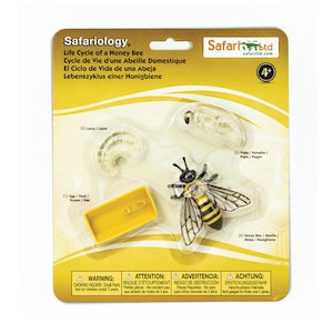 Life Cycle of a Honey Bee Figurine Homeschool Learning Tool Home Education Matching Activity Toy Montessori School Supply Safari Ltd Insect