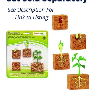 PRINTABLE Green Bean Plant Life Cycle Matching Cards Identification ...