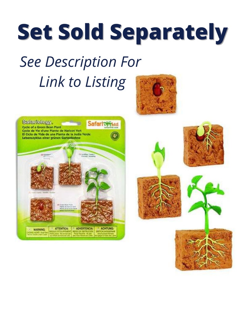 PRINTABLE Green Bean Plant Life Cycle Matching Cards | Etsy