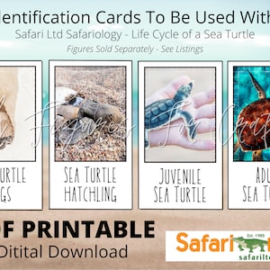FLASH CARDS PRINTABLE: Green Sea Turtle Life Cycle Matching Cards Identification Coordinates With Safari Ltd Safariology Life Cycle Figures