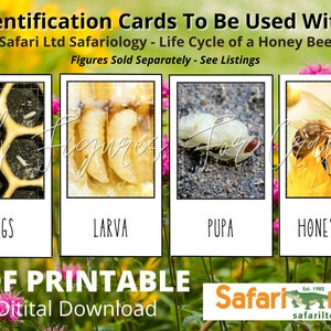 PRINTABLE Honey Bee Life Cycle Matching Cards Identification Flash Cards Coordinates With Safari Ltd Safariology Life Cycle Figures