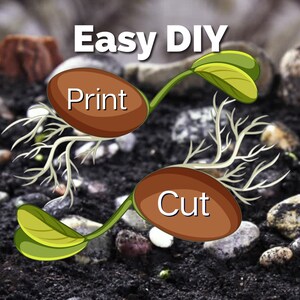 PRINTABLE Green Bean Plant Life Cycle Matching Cards Identification ...