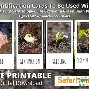 Tarjetas de identificación con el ciclo de vida de las judías verdes imprimibles. Coordina con Safari Ltd. Figuras del ciclo de vida de Safariology.