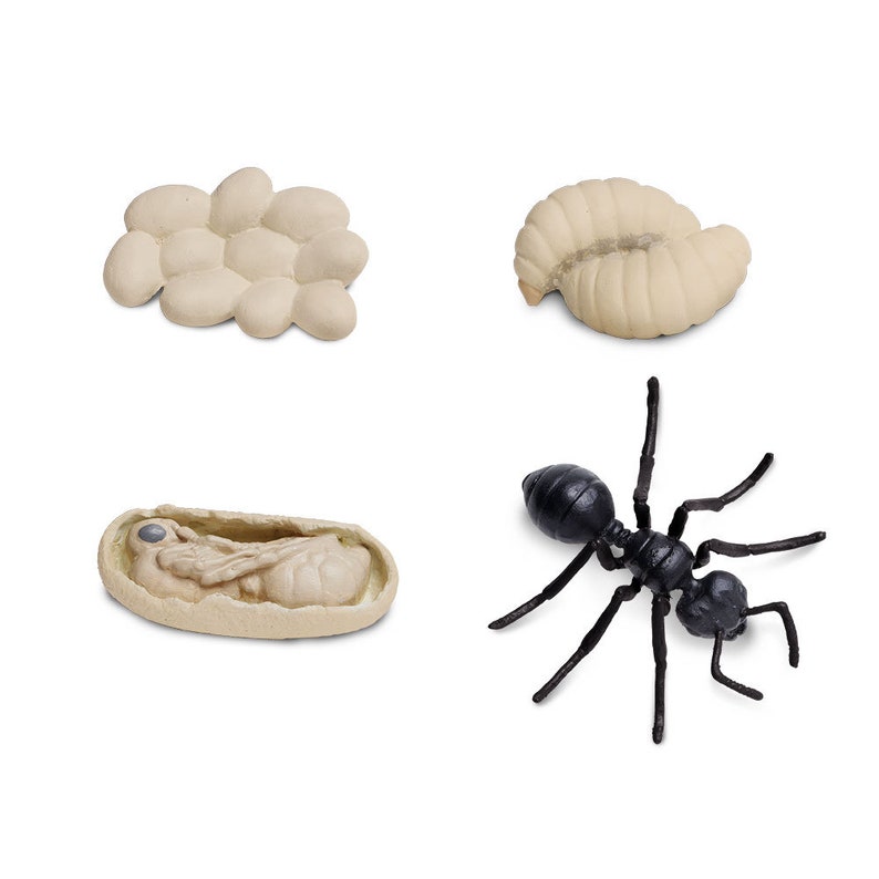 Life Cycle of an Ant Figurine Homeschool Learning Tool Home Education Matching Childrens Activity Toy Montessori School Safari Ltd Insect