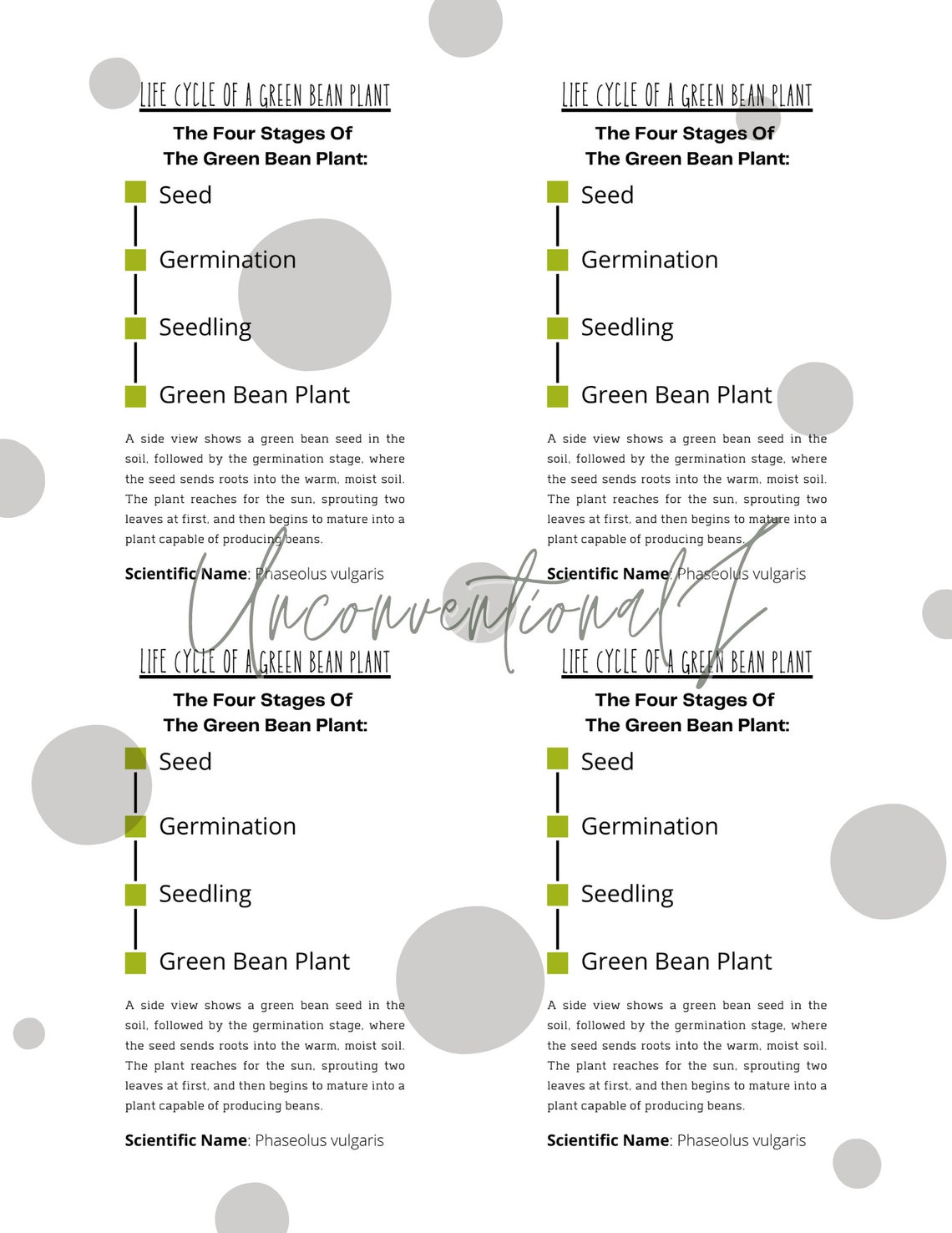 PRINTABLE Green Bean Plant Life Cycle Matching Cards | Etsy