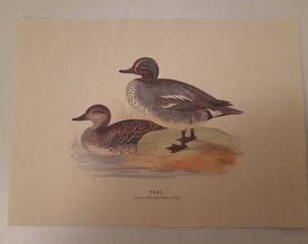 Pair of duck prints