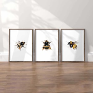 May include: Three framed prints of watercolour paintings of bumblebees. Each print features a different bumblebee in a white frame with a thin brown border.