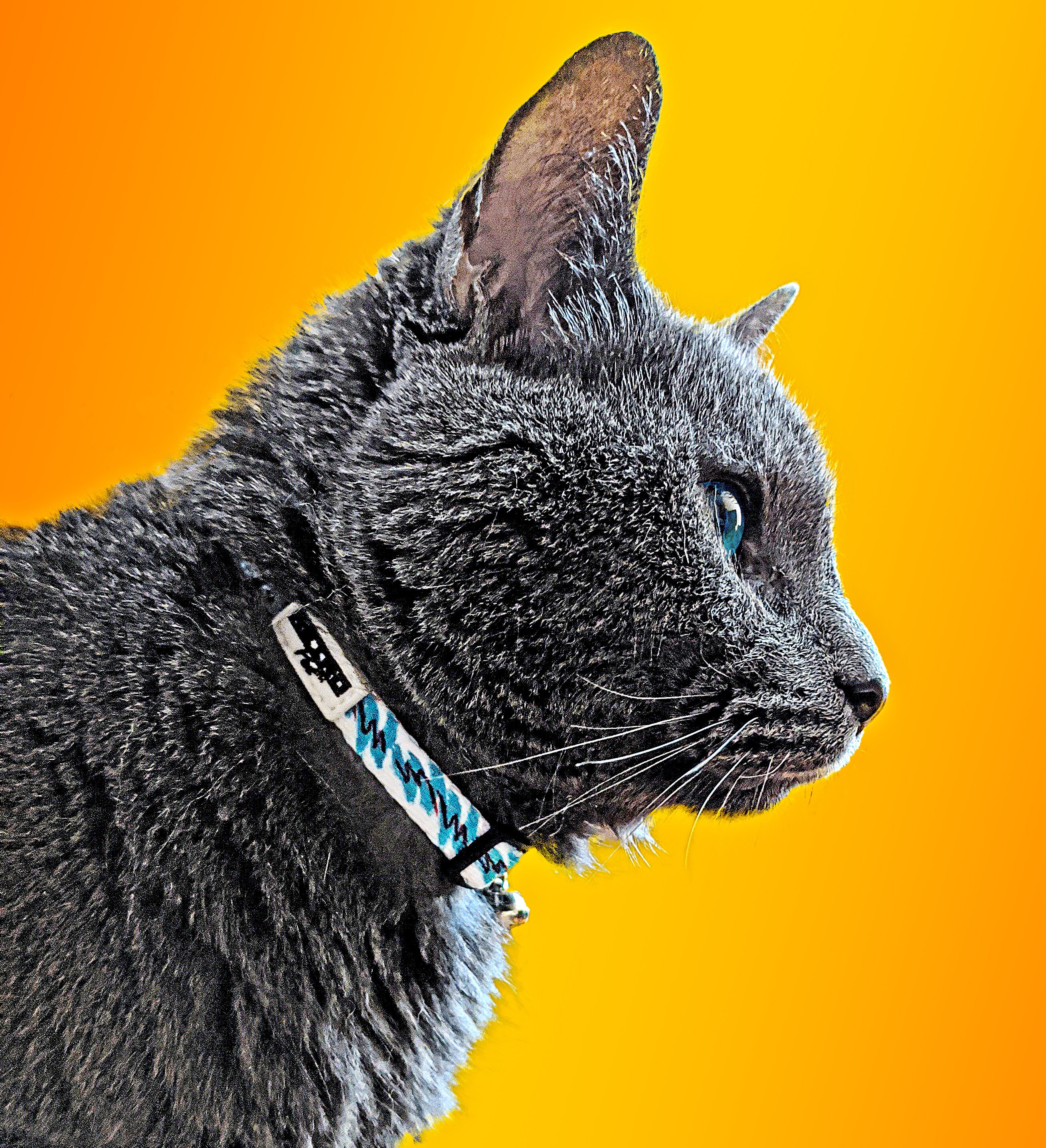 fancy cat collars