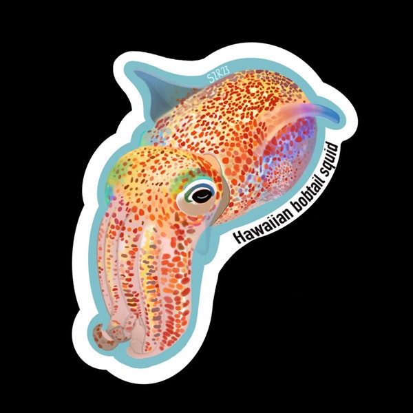 Hawaiian Bobtail squid sticker