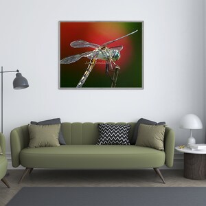 Dragonfly Print; Fine Art Photograph in Watercolor; Yellow Striped Dragonfly w/ Red Background; Nature Photograph