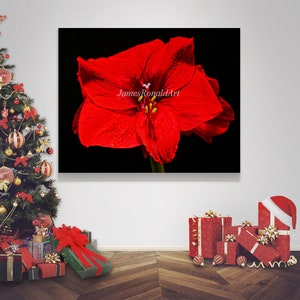 Jumbo Red Amaryllis Print; Fine Art Photograph; Flower Print; Wall Art; Christmas Flower; Holidays