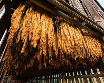 bat - british american tobacco British American Tobacco Launches VapeExplained.com To Educate Public On  Vaping