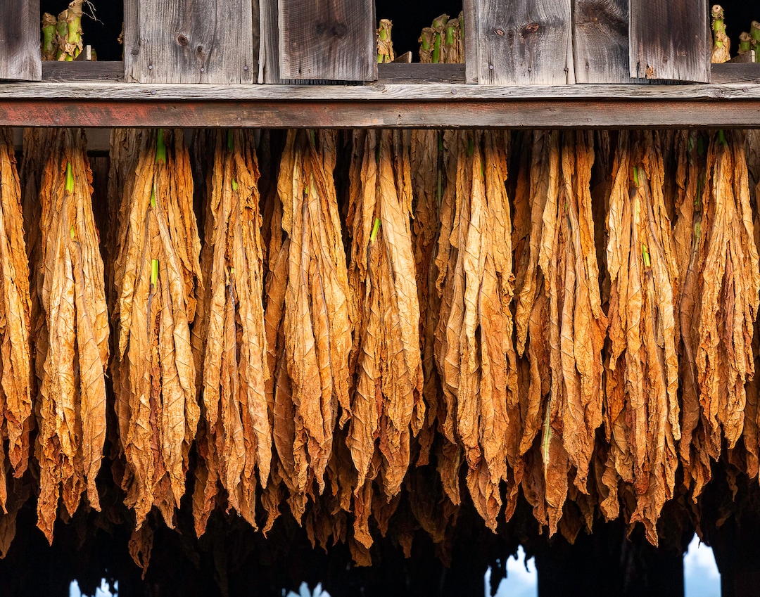 hanging tobacco leaves Hanging Tobacco(photo)