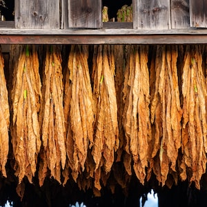 Hanging tobacco(photo)