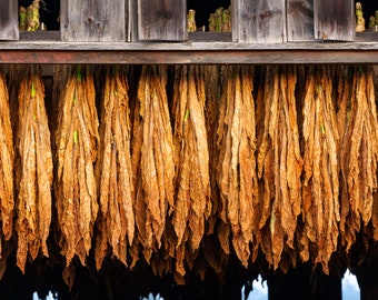 storing tobacco leaves Storage, Handling & Conditioning Guide [Using Boveda w/ Fronto, Grabba, Whole Leaf Tobacco] Tobacco Being Dried By Storing