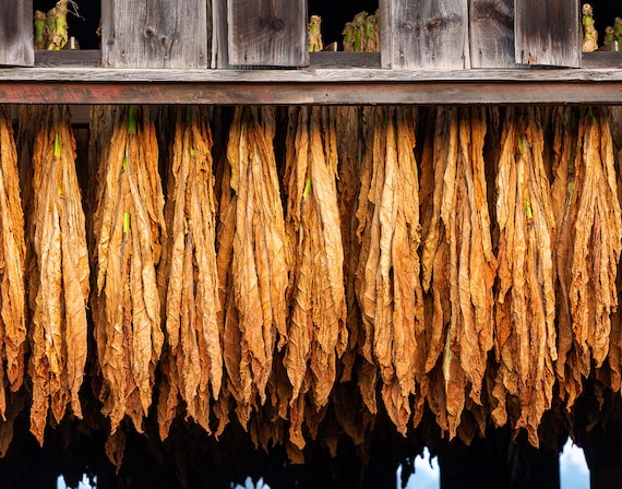 Hanging tobacco(photo)