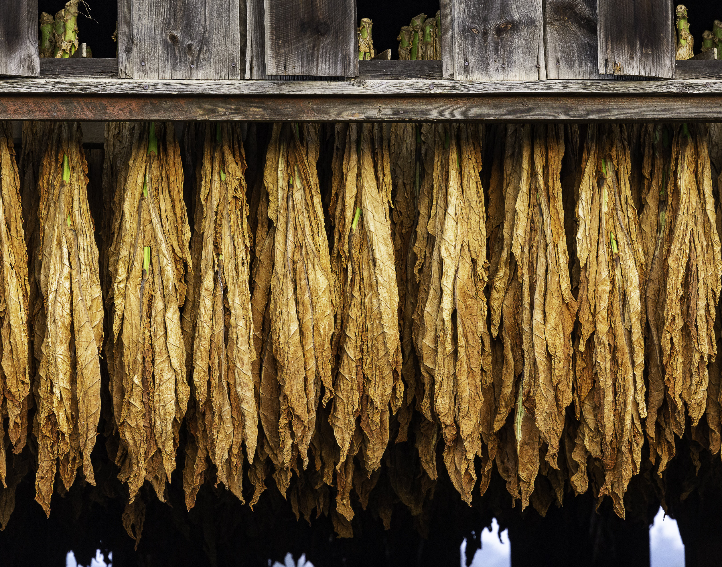 Hanging tobacco(photo)