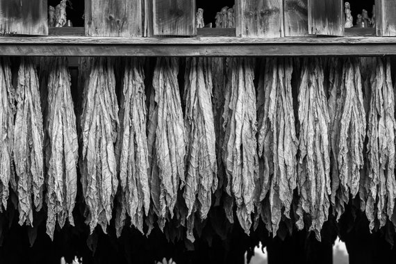 Hanging tobacco B+W(photo)