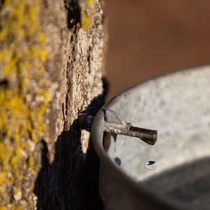 Maple sap(photo)