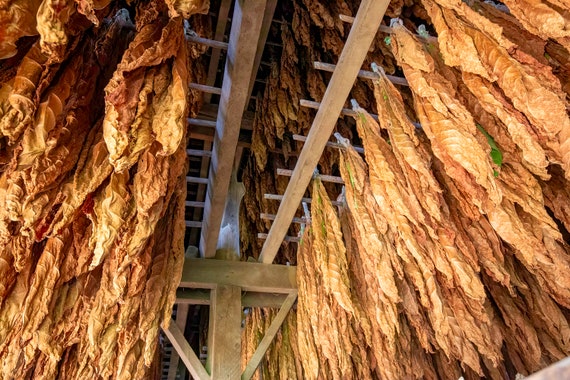 hanging tobacco in a barn Hanging tobacco(photo)