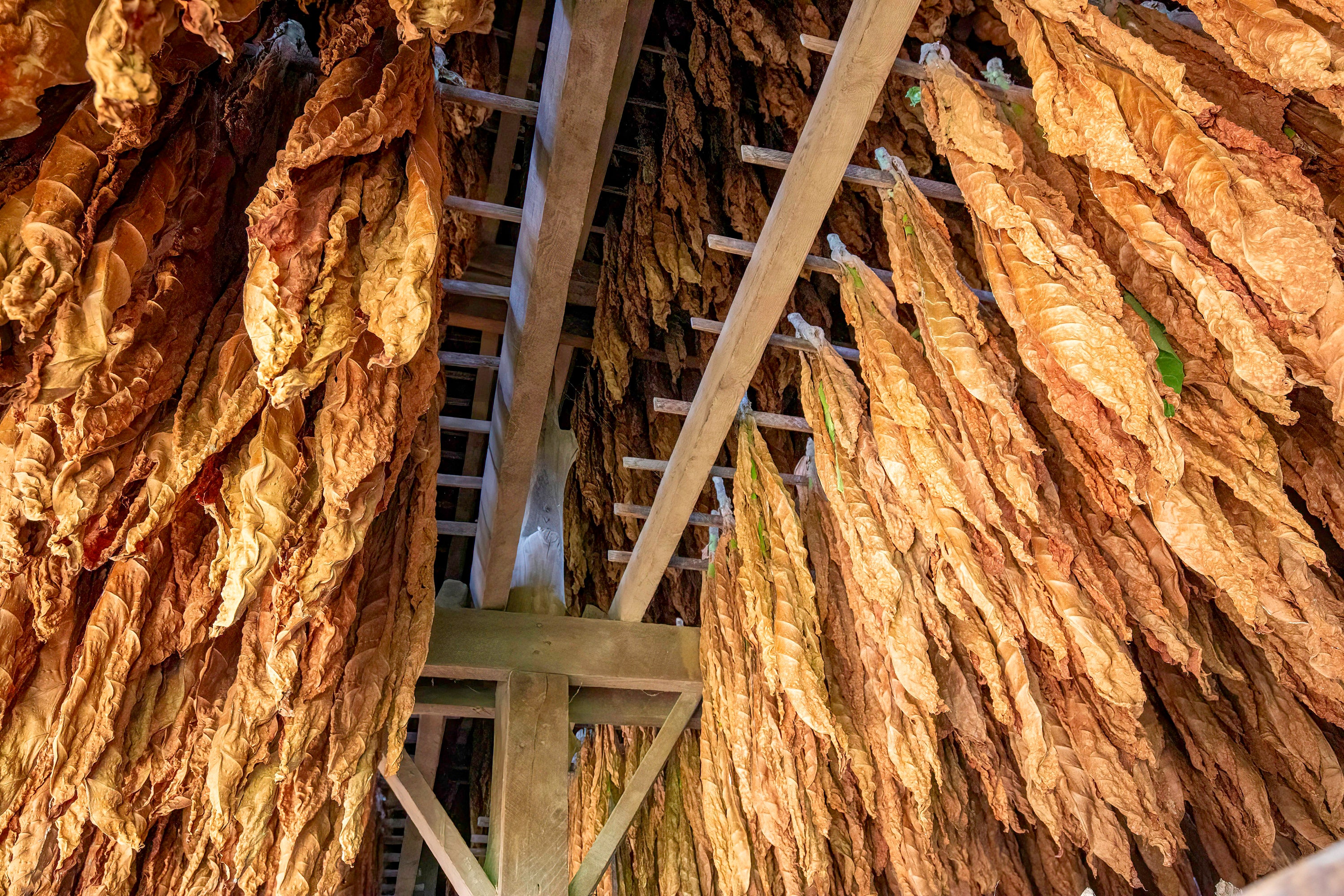 hanging tobacco Hanging tobacco(photo)