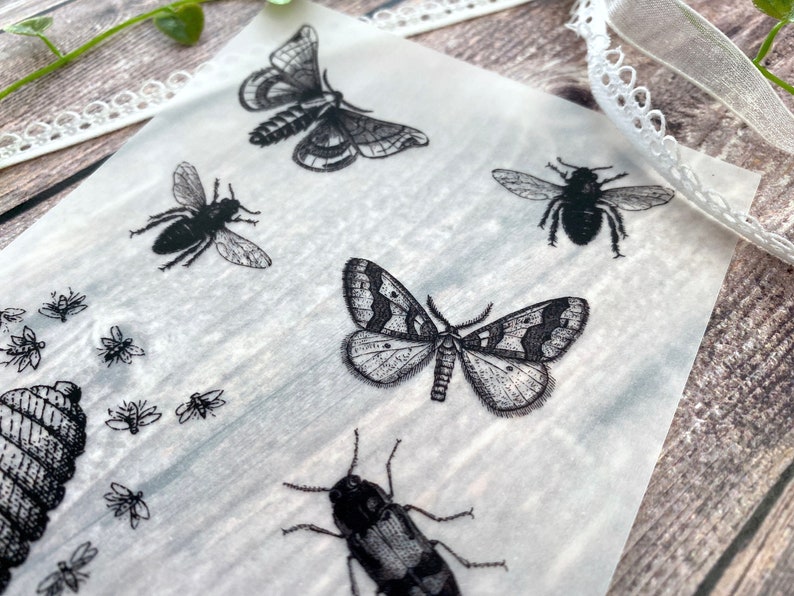 Vellum Paper Theme Vintage Wild Live Insects Bugs Fly Etsy