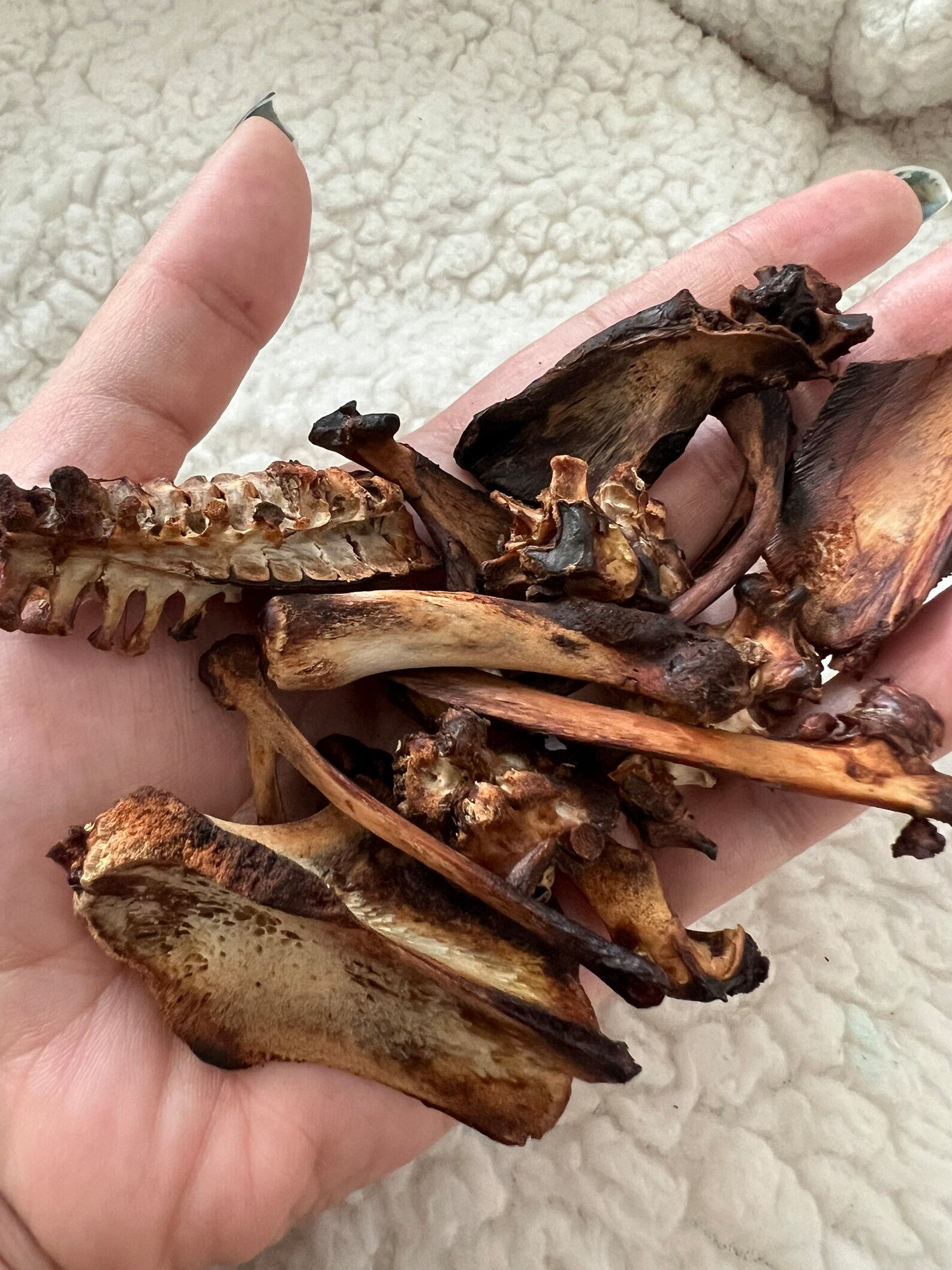 Osteomancy Kit Bone Throwing Kit Set of Bones for Etsy